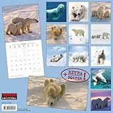 Image de Polar Bears