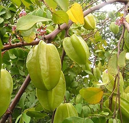 Mphmi Live Plant Star Fruit Suitable For Bonsai Balcony Garden Plant(1 Healthy Live Plant)