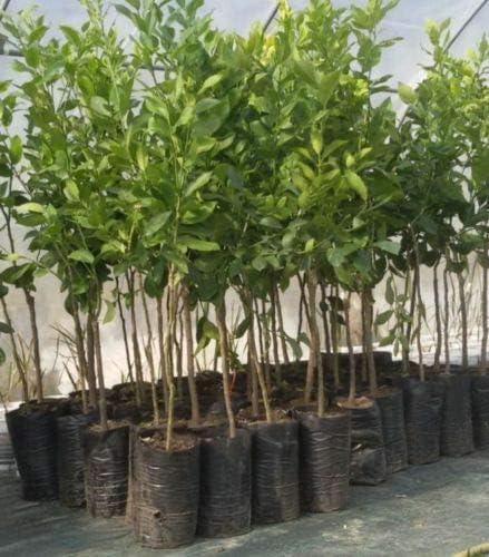 Pianta Albero Di Limoni Di Sicilia Limone Lunario Amazon It Giardino E Giardinaggio