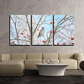 3 Piece Canvas Wall Art - Bird Waxwing Sitting Among The Rowan in The Frost - Modern Home Art Stretched and Framed Ready to Hang - 16"x24"x3 Panels