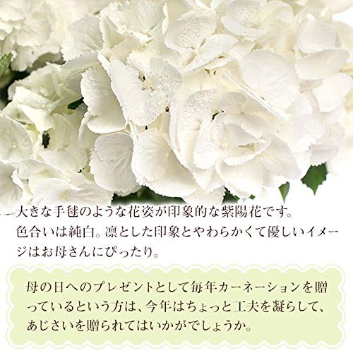 Amazon Co Jp 母の日 17 Mother S Day 送料無料 白い紫陽花鉢植え 5号 花鉢 食品 飲料 お酒