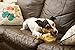 Pets Primal GOODGROWLIES What A Pet Wants Assorted Beef Dog Chews