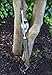Joseph Bentley Traditional Garden Tools Stainless Steel Daisy Grubber