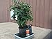 Root Pouch Grow Bags, 7 Gallon with Handle, 3-4 Year, Bundle of 10