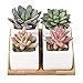 Artificial Succulent Plants Potted - Fake Succulents - Set of 4 - Faux Plants