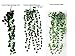 ALIERSA 4-Bunchs Outdoor Artificial Plants Hanging Ivy Garland Fake Vines Leaves Greenery Decoration for Home Wall Garden Wedding Party Bar Garland Outside Decor