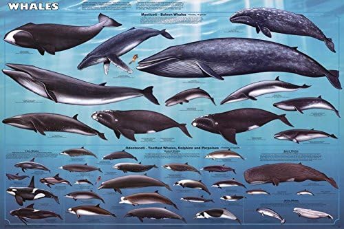 Feenixx Laminated Whales Educational Chart Poster 24x36