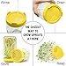 Plastic Sprouting Lids For Wide Mouth Mason Jars, BPA Free Plastic Been Screen-Grow Bean Sprouts, Alfalfa, Broccoli, Salad Sprouts etc, Easy Rinse & Drain, Maximum Air Flow-6 PACK
