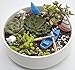 Ewinsun 16 Pcs Miniature Ornaments Kit Set for DIY Fairy Garden Bonsai Dollhouse Decoration (Style 1)