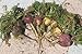 50 fresh seeds of Lepidium meyenii (peruvianum) Maca, PURPLE TYPE