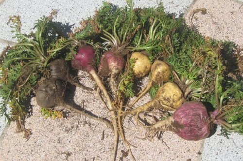 50 fresh seeds of Lepidium meyenii (peruvianum) Maca, PURPLE TYPE 50 fresh seeds of Lepidium meyenii (peruvianum) Maca, PURPLE TYPE