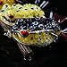 Sougayilang Hollow Frog Fishing Lures Soft Topwater Baits with Tackle Box for Bass Snakehead Saltwater Freshwater Fishing (9Pcs Frog Lures)
