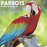 Parrots - 2016 Calendar 12 x 12in