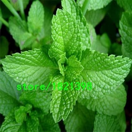 Amazon Co Jp スワングリーンホワイト プロモーション 植物ペパーミント野菜種子バルコニー鉢植えミント発芽率98 芳香族植物種子0ピース ホーム キッチン
