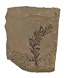 The Geode Mine Genuine Fossilized Leaf from The