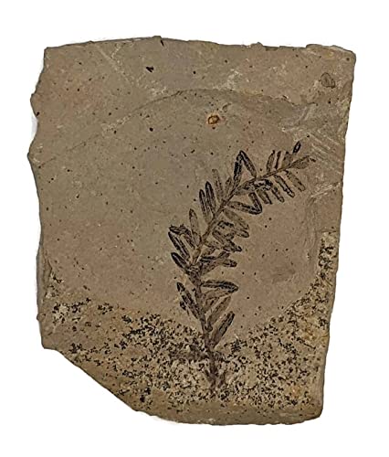 The Geode Mine Genuine Fossilized Leaf from The