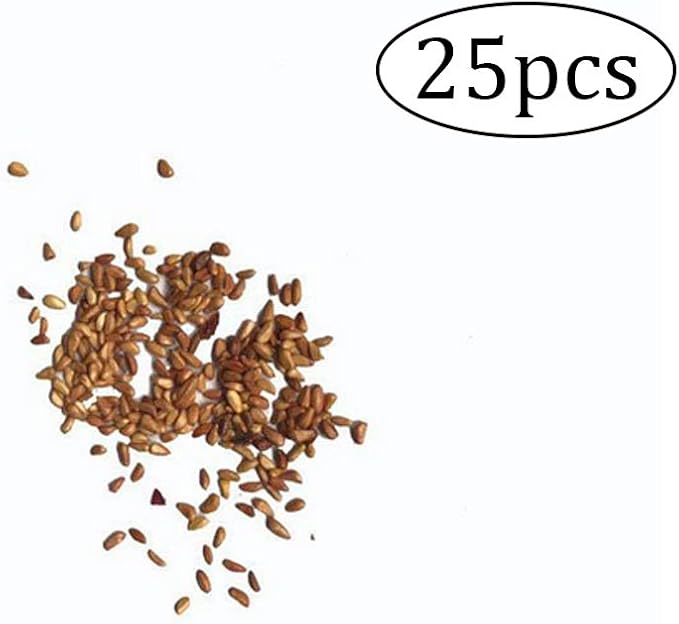 mxdmai 25 natural jasmine seeds Elegant white fragrant flowers Fresh