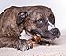 Downtown Pet Supply Made in USA 10