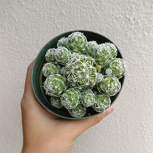 Thimble Cactus Mammillaria Cactus Gracilis Fragilis Succulent (4 inch)