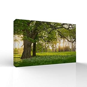 Canvas Wall Art-Sunshine in The Forest -Canvas Prints Home Artwork Decoration for Living Room,Bedroom - 16x24 inches