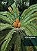 CITES and Cycads: A User's Guide