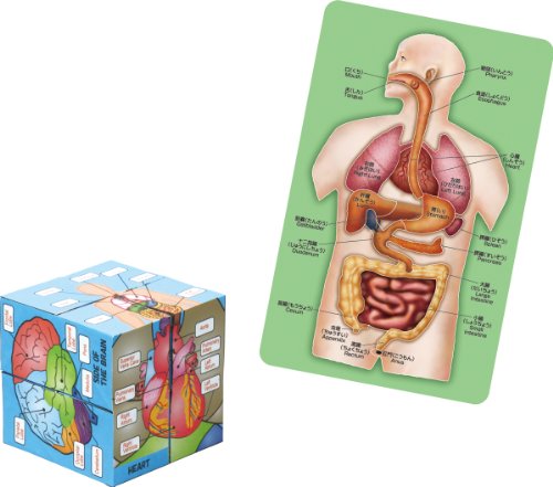 Mechanism of the body to learn playing human body cube & Puzzle (japan import)