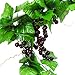 Meiliy 8FT 5pcs Artificial Greenery Chain Grapes Fake Vines Leaves Foliage Simulation Fruits for Home Room Garden Wedding Garland Outside Decoration