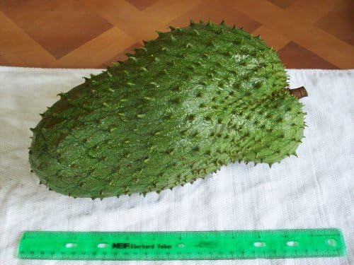Soursop (Annona Muricata) 10 Seeds by Hawaii grown