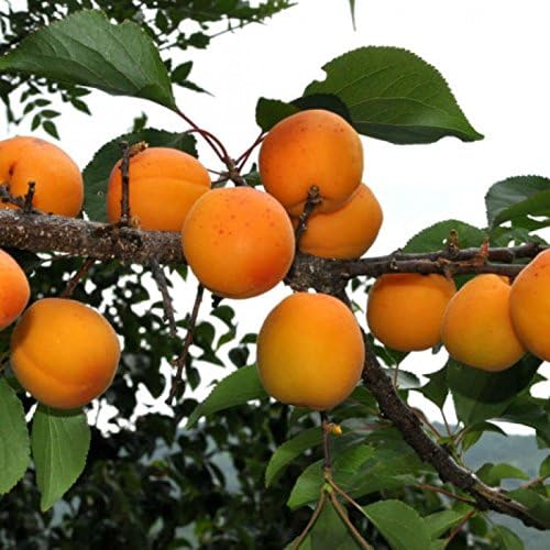 Manchurican Apricot Prunus Armeniaca Mandshurica - 5 Seeds