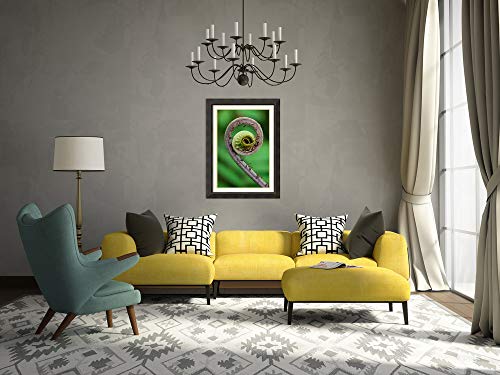 Framed Wall Art Print Young Rolled up Fern Fiddlehead Braulio Carrillo National Park Costa Rica by Thomas Marent 28.12 x 38.00 - Thumbnail 3