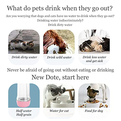 After Drinking Cat Drinks Water And Throws Up After Drinking Water