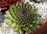 Appletini Hens & Chicks - Sempervivum - Indoors/Out - 3.5