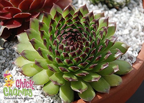 Appletini Hens & Chicks - Sempervivum - Indoors/Out - 3.5