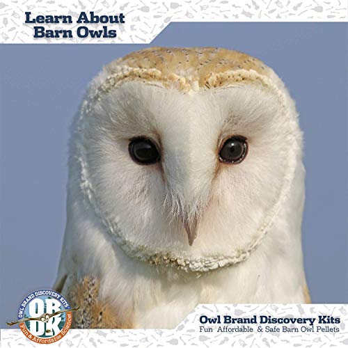 1Pack OBDK Jumbo Barn Owl Pellet Kit with Tools & Charts Pricepulse