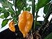 Grenada Seasoning Pepper 10+ Seeds