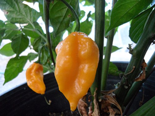 Grenada Seasoning Pepper 10+ Seeds Grenada Seasoning Pepper 10+ Seeds