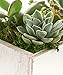 Shop Succulents | Unique Centerpiece of Live Succulent Plants in 12