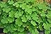 Aquarium Grass Plants Seeds,Aquatic Four-leaved Clover Carpet Water Grass,Oxygenating Weed Live Pond Plant Seeds,Fish Aquatic Water Grass Decor,Easy to Plant Grow Maintain,XYC-10G