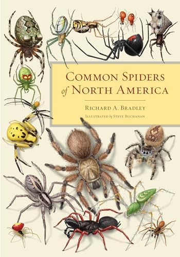 洋書「AMERICAN SPIDERSとその巣作り」H C.McCOOk著2分冊 Amazon.com: Common Spiders of North America: 8601401149613
