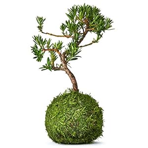 Zimmerbonsai Bonsai Pinie Kokedama 9 Jahre Alt – Deko Wohnzimmer Echt – Der Moosball Ist die Neue Kunst des Japanischen…