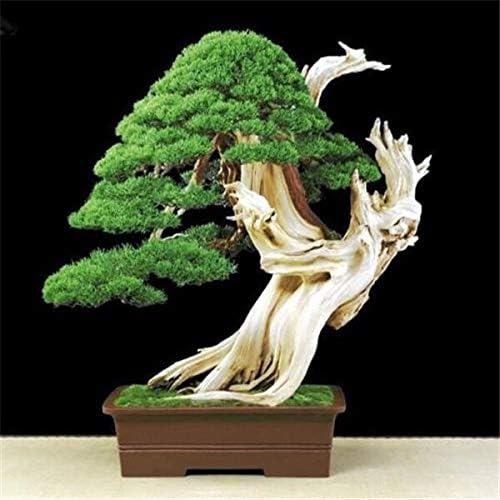 Sky Blue Sale 200 Seeds Pack Five Leaved Pine Tree Seeds Potted Landscape Five Needle Pine Bonsai Miniascape Pinus Seeds Buy Online At Best Price In Uae Amazon Ae