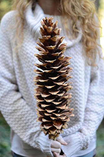 Richland Giant Sugar Pine Cones