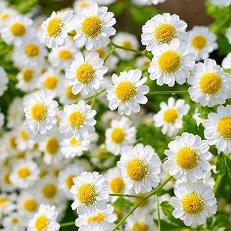 Amazon Co Jp 100 0pcsの美しい花盆栽seedsplantsフィールド鉢植え ホームガーデン風景植栽品質苗盆栽植物をレ ジスト 0脚カモミールを ホーム キッチン