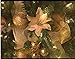 5 Inch Glitter Artifical Wedding Christmas Flowers Glitter Poinsettia Christmas Tree Ornaments Pack of 12 (Gold)