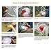 Caryo 24 Inch Clear Foil Helium Balloons Creative Bobo Balloons for Wedding Birthday Party Decorations (2pcs)