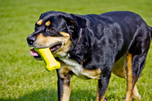 Hyper Pet Hyper Chewz Bone Chew Toy For Dogs