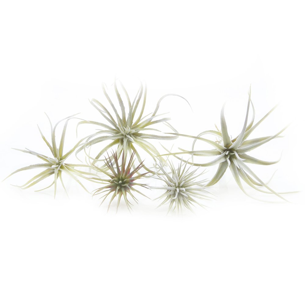Chive Artificial Tillandsia — Beautiful, Decorative Fake Succulents