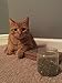 Catnip by Cat Coke, Premium Blend with Maximum Potency, Safe and Healthy Nip That Your Kitty or Cats are Sure to Love