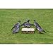 Wood Pigeon Decoy -  6-Pack Foldable Wood Pigeon for Hunting -  Land and Water Use -  Waterproof, Shot-Proof -  Realistic UV Certified Decoy Paints -  Includes Anchors, Anchor String and Fudslinger