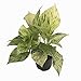 Marble Queen Devil's Ivy - Pothos - Epipremnum - 4" Pot - Easy to Grow primary